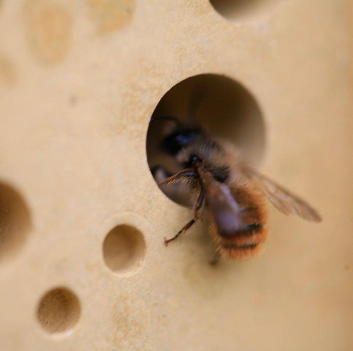 Bee Brick - Reclaimed Brick Company