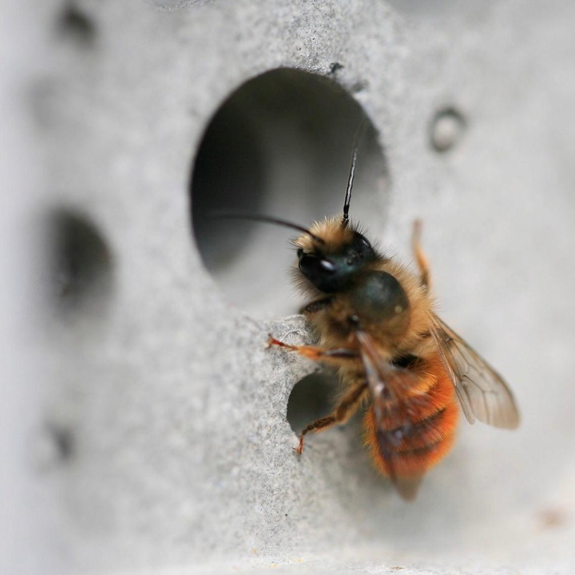 Bee Brick - Reclaimed Brick Company